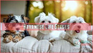 havanese life stages