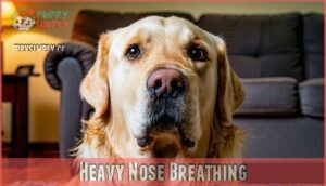 heavy nose breathing