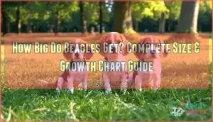 how big do beagles get