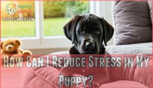 how can i reduce stress in my puppy