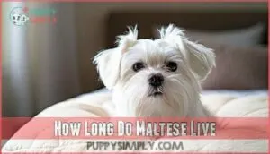 how long do maltese live
