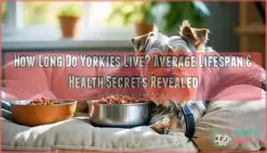 how long do yorkies live