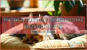 how long do yorkies live yorkie lifespan