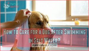 how to care for a dog after swimming in salt water