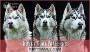 husky coat patterns