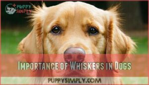 importance of whiskers in dogs