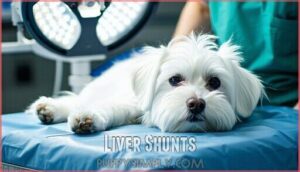 liver shunts