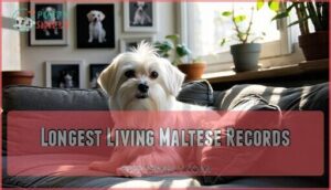 longest living maltese records