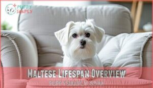 maltese lifespan overview
