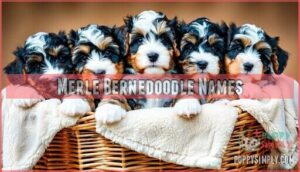 merle bernedoodle names