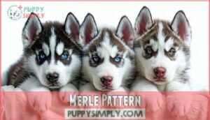 merle pattern