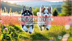 mini husky overview