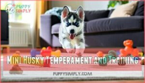 mini husky temperament and training