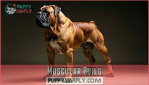 muscular build