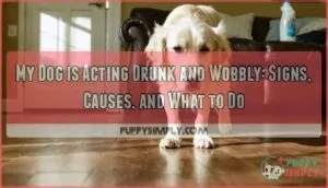 my dog is acting drunk and wobbly