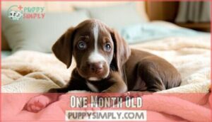 one month old