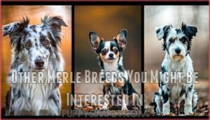 other merle breeds you might be interested in