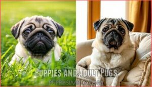 puppies and adult pugs