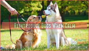 reintroduce dogs when calm