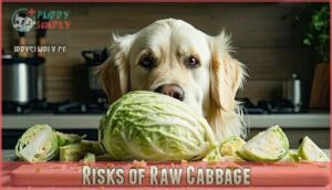 risks of raw cabbage