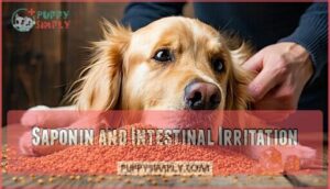 saponin and intestinal irritation
