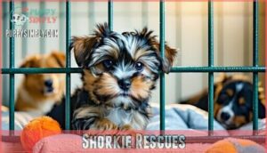 shorkie rescues