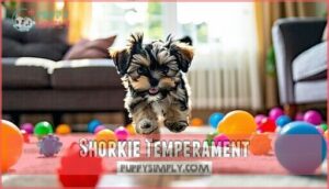 shorkie temperament