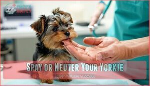 spay or neuter your yorkie