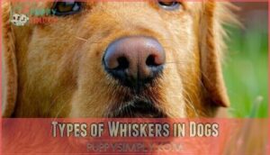 types of whiskers in dogs