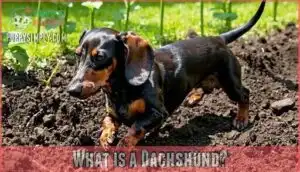 what is a dachshund