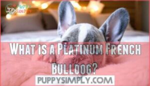what is a platinum french bulldog