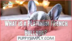 what is a platinum french bulldog