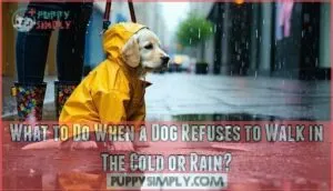 what to do when a dog refuses to walk in the cold or rain