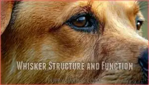 whisker structure and function