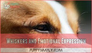 whiskers and emotional expression