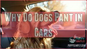why do dogs pant in cars