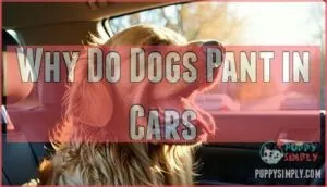 why do dogs pant in cars