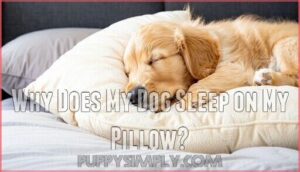why does my dog sleep on my pillow