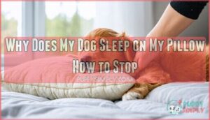 why does my dog sleep on my pillow how to stop it