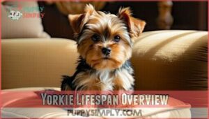 yorkie lifespan overview