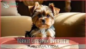 yorkie lifespan overview