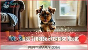 yorkshire terrier exercise needs