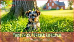 yorkshire terrier lifespan