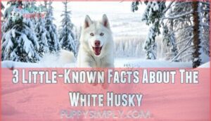3 little-known facts about the white husky