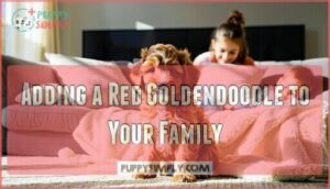 adding a red goldendoodle to your family