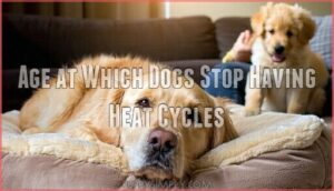 age at which dogs stop having heat cycles