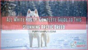 all white husky