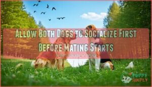 allow both dogs to socialize first before mating starts