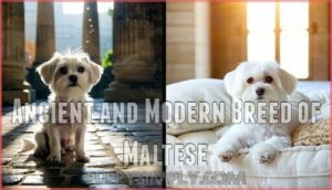 ancient and modern breed of maltese