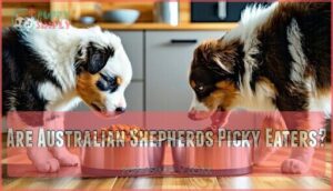 are australian shepherds picky eaters